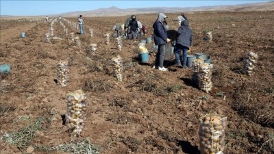 Patates Hasadı Devam Ediyor Ahlat'ta