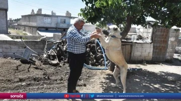 Şahinbey'deki çoban köpekleri aşılanıyor
