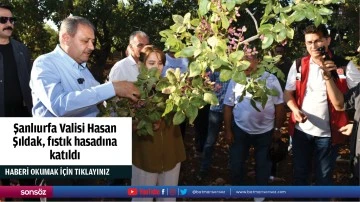 Şanlıurfa Valisi Hasan Şıldak, fıstık hasadına katıldı