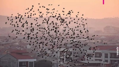 Sığırcık kuşları görsel şölen sundu