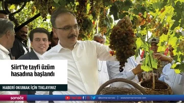 Siirt'te tayfi üzüm hasadına başlandı