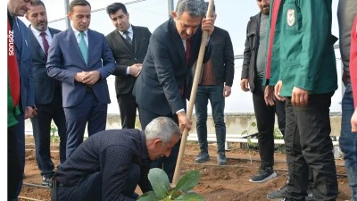 Şırnak Valisi Ekici, öğrencilerle tropikal meyve fidesi dikti