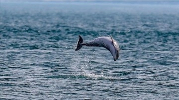 Türkiye, Deniz Biyolojik Çeşitliliği Anlaşmasını İmzaladı