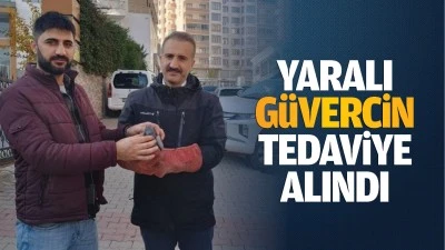 Yaralı güvercin, tedaviye alındı