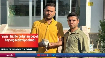 Yaralı halde bulunan peçeli baykuş tedaviye alındı