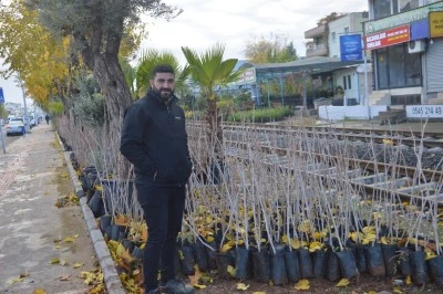 Yeni sezon fıstık fidanları hazır