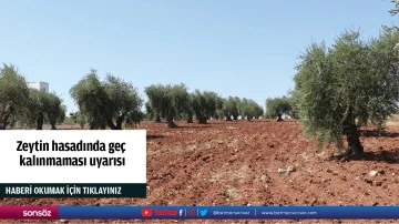 Zeytin hasadında geç kalınmaması uyarısı