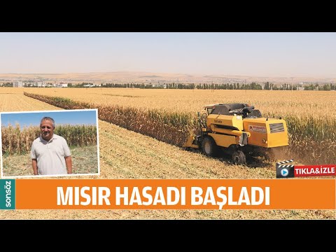 Mısır hasadı başladı