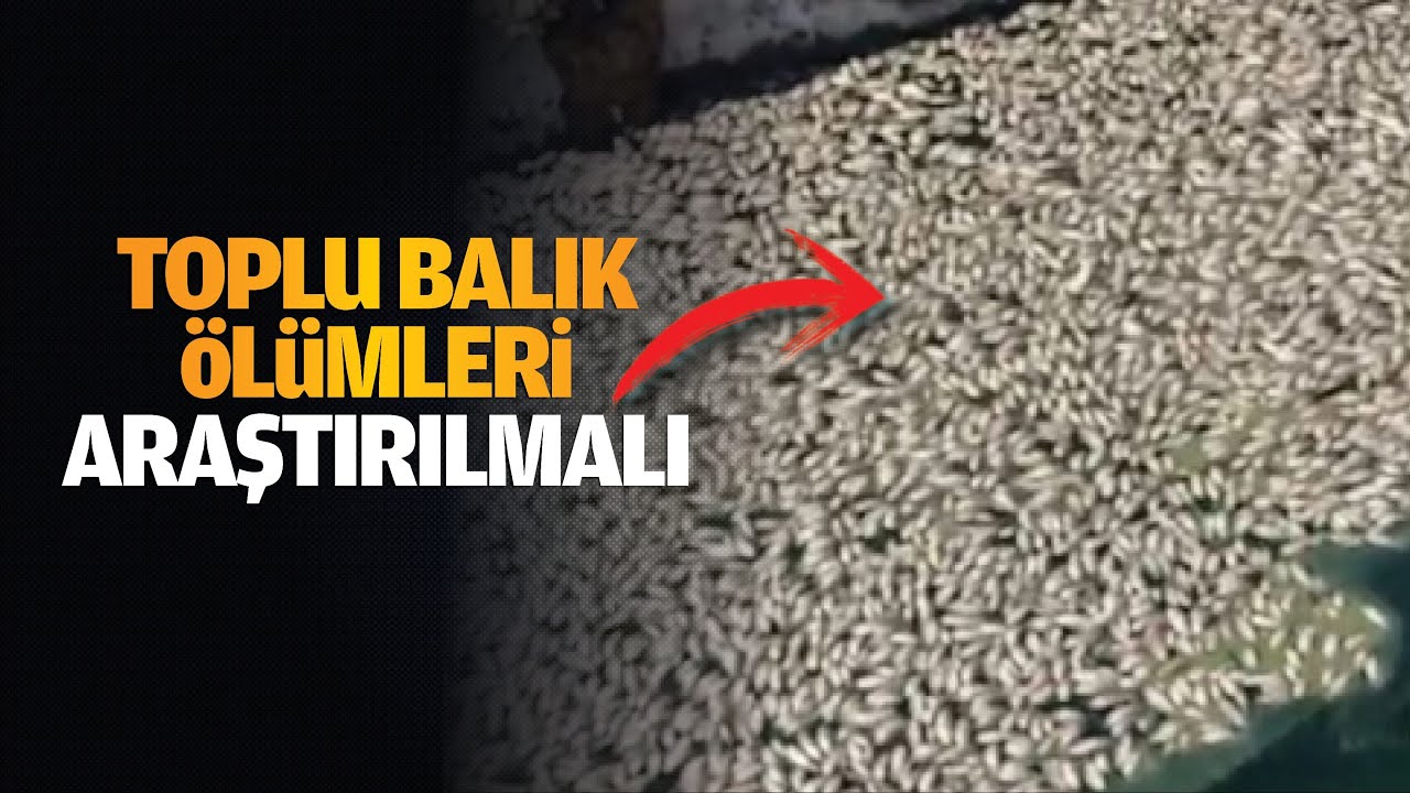 Toplu balık ölümleri araştırılmalı