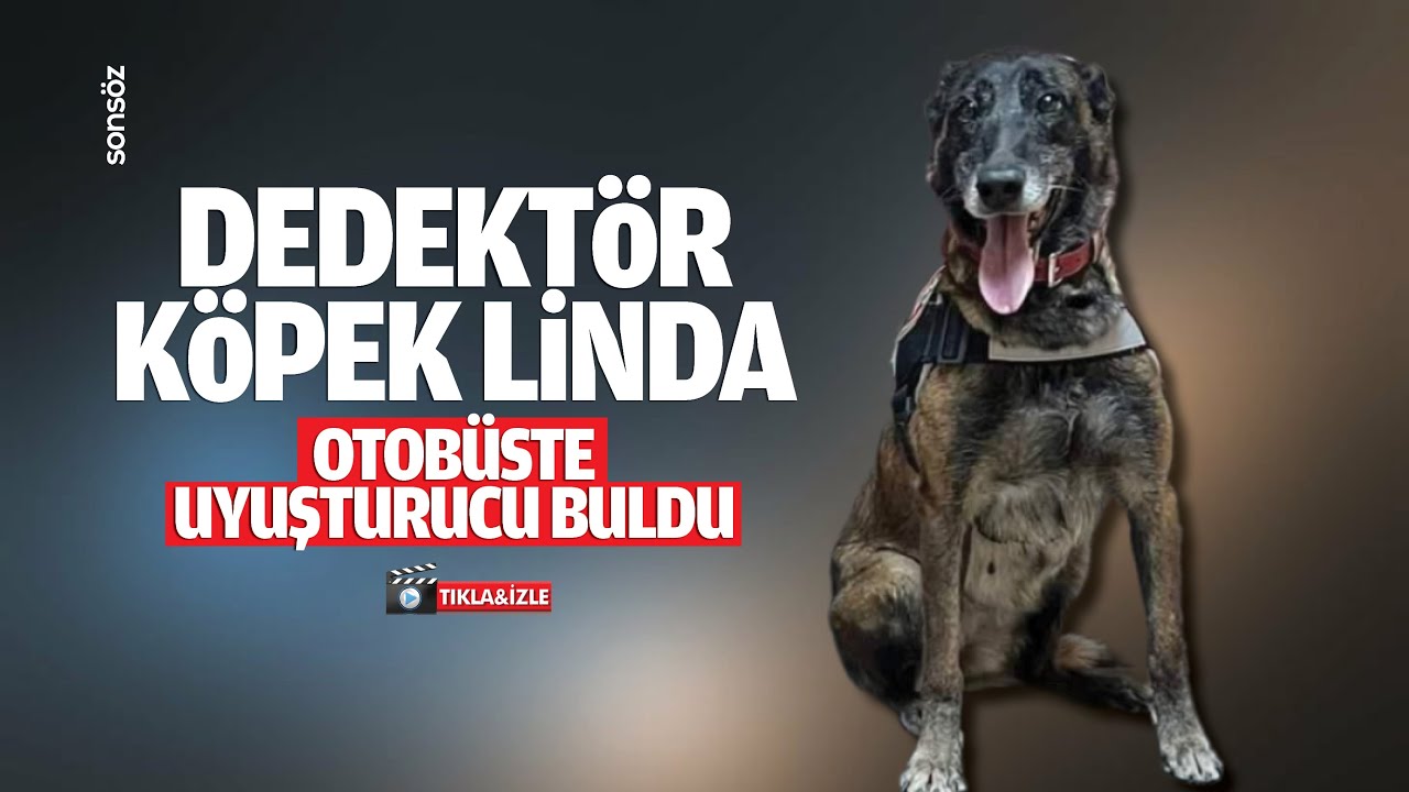 Dedektör köpek Linda, otobüste uyuşturucu buldu